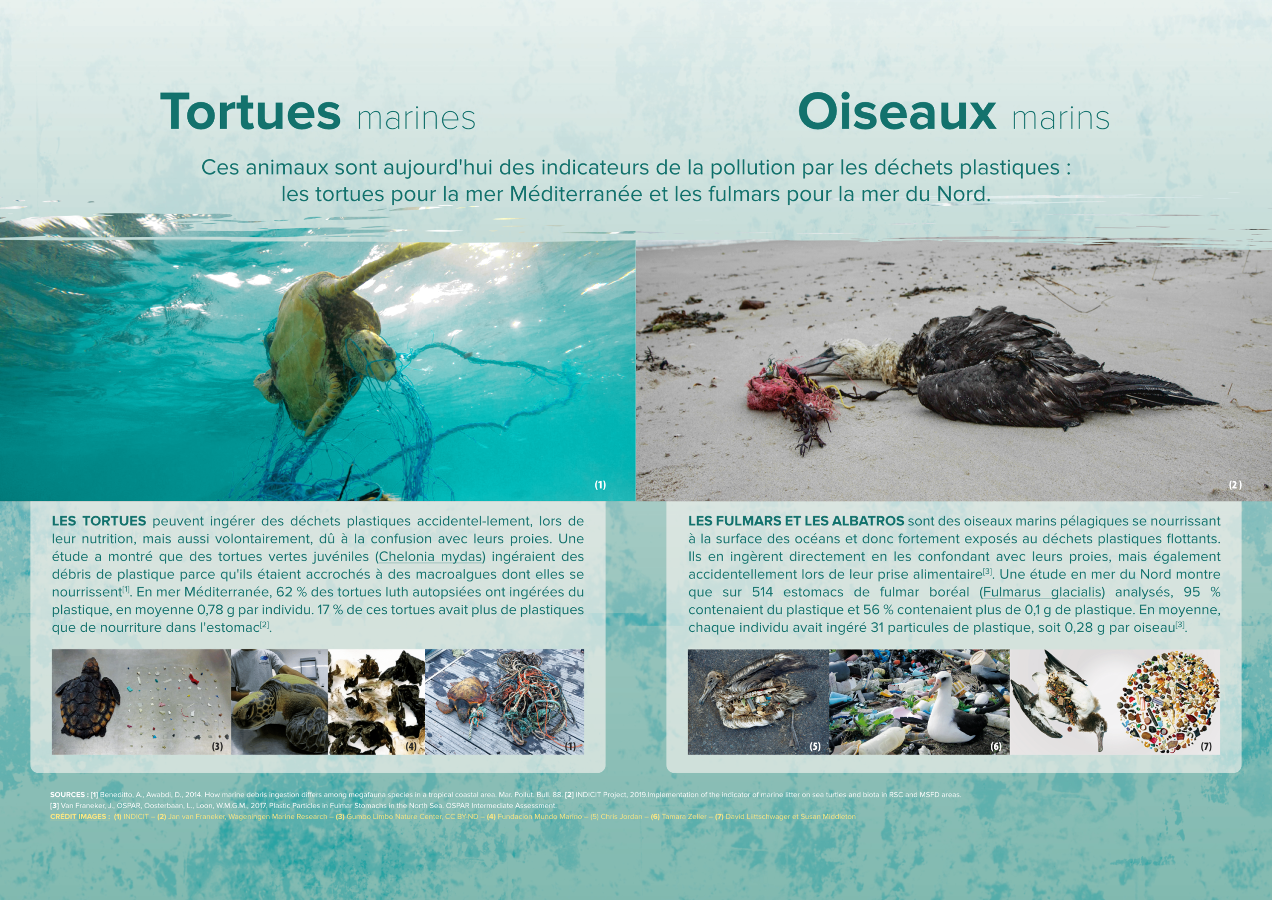 Les déchets marins